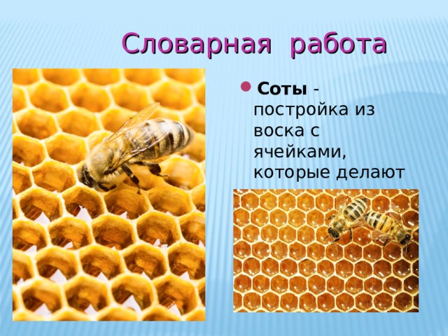Словарная работа Соты - постройка из воска с ячейками, которые делают пчелы 
