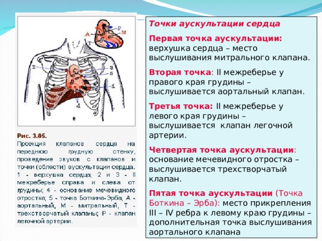 Аускультация сердца презентация