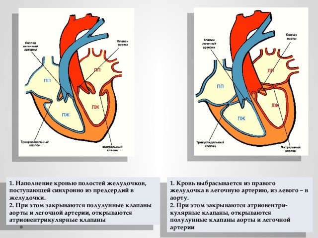 В правый желудочек сердца человека поступает. Правый желудочек кровь. Кровь из левого желудочка поступает в аорту. Кровь из правого желудочка. Кровь из правого желудочка поступает.
