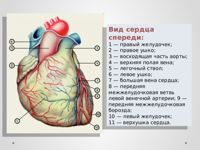 Вид сердца человека фото