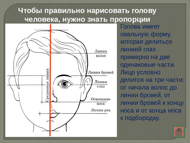 Части головы человека названия фото