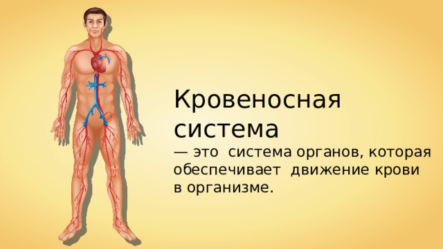 Кровеносная система —  это система органов, которая обеспечивает движение крови в организме . 