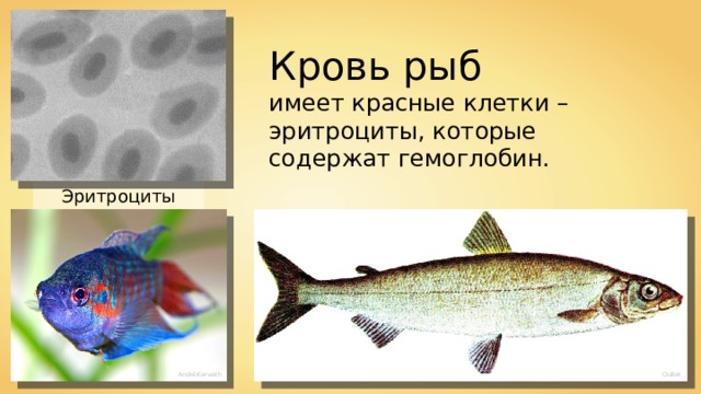Кровь рыб имеет красные клетки – эритроциты, которые содержат гемоглобин. Эритроциты рыбы André Karwath Quibik 