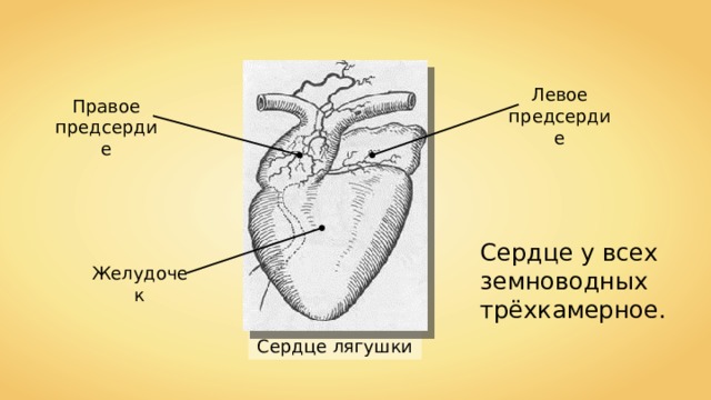 Левое предсердие Правое предсердие Сердце у всех земноводных трёхкамерное. Желудочек Сердце лягушки 