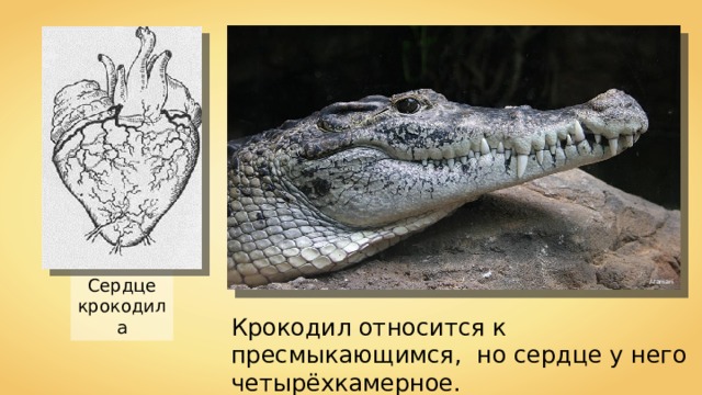 Сердце крокодила Atamari Крокодил относится к пресмыкающимся, но сердце у него четырёхкамерное. 