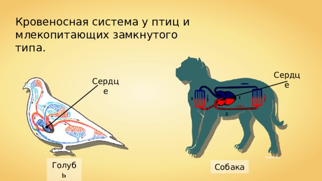 Кровеносная система у птиц и млекопитающих замкнутого типа. Сердце Сердце Vladlen666 Голубь Собака 