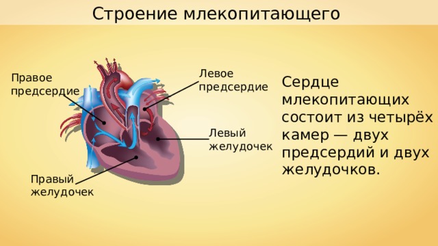 Строение млекопитающего Левое предсердие Правое предсердие Сердце млекопитающих состоит из четырёх камер — двух предсердий и двух желудочков. Левый желудочек Правый желудочек 