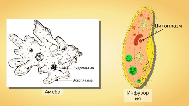 Цитоплазма Амёба Инфузория 