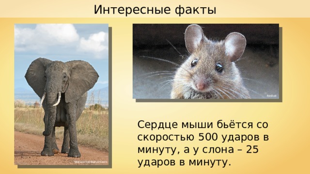 Интересные факты Rasbak Сердце мыши бьётся со скоростью 500 ударов в минуту, а у слона – 25 ударов в минуту. Muhammad Mahdi Karim 