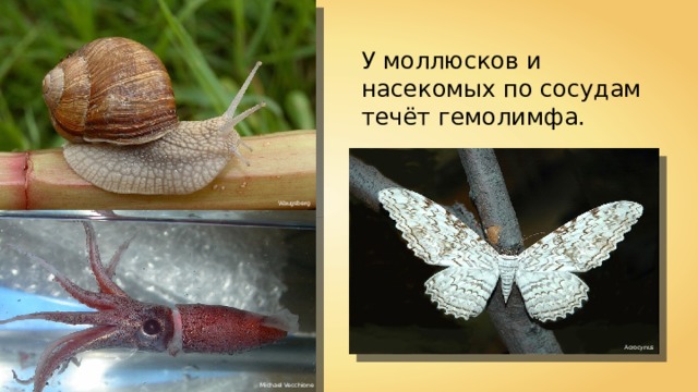 У моллюсков и насекомых по сосудам течёт гемолимфа. Waugsberg Acrocynus Michael Vecchione 