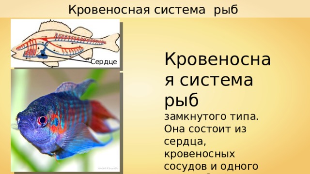Кровеносная система рыб Кровеносная система рыб замкнутого типа. Она состоит из сердца, кровеносных сосудов и одного круга обращения. Сердце André Karwath 