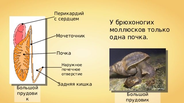 Перикардий с сердцем У брюхоногих моллюсков только одна почка. Мочеточник Почка Наружное почечное отверстие Задняя кишка Большой прудовик CommonismNow Большой прудовик 