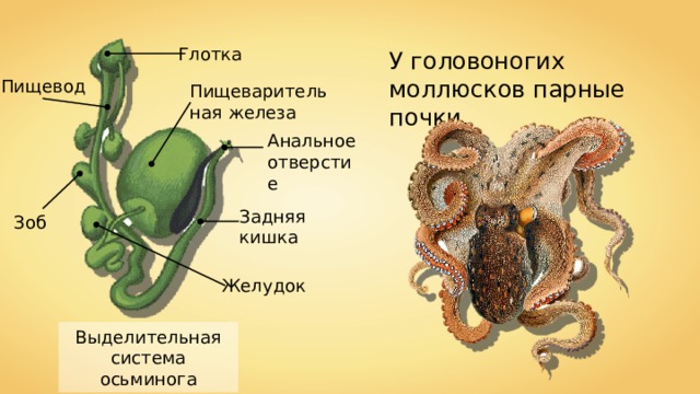Глотка У головоногих моллюсков парные почки. Пищевод Пищеварительная железа Анальное отверстие Задняя кишка Зоб Желудок Выделительная система осьминога 