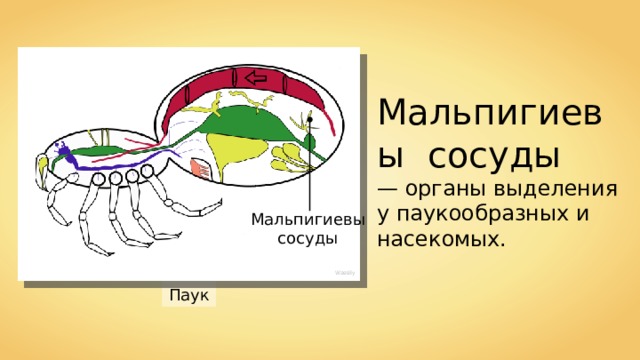 Мальпигиевы сосуды — органы выделения у паукообразных и насекомых. Мальпигиевы сосуды Wassily Паук 