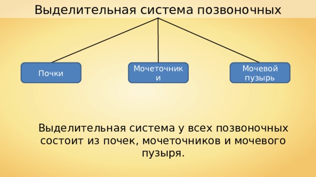 Выделительная система позвоночных Мочевой пузырь Почки Мочеточники Выделительная система у всех позвоночных состоит из почек, мочеточников и мочевого пузыря. 