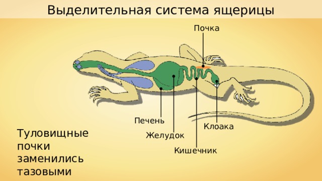 Выделительная система ящерицы Почка Печень Клоака Туловищные почки заменились тазовыми почками. Желудок Кишечник 