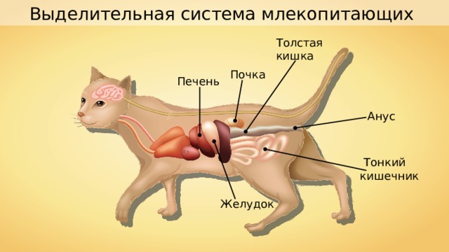 Выделительная система млекопитающих Толстая кишка  Почка  Печень  Анус  Тонкий кишечник  Желудок 