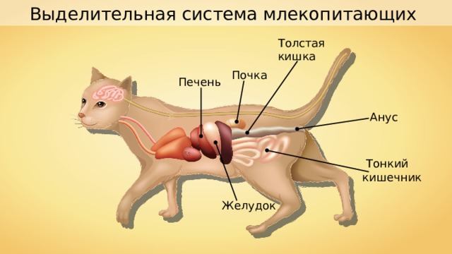 Выделительная система млекопитающих картинки