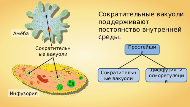 Сократительные вакуоли поддерживают постоянство внутренней среды. Амёба Сократительные вакуоли Простейшие Диффузия и осморегуляция Сократительные вакуоли Инфузория 