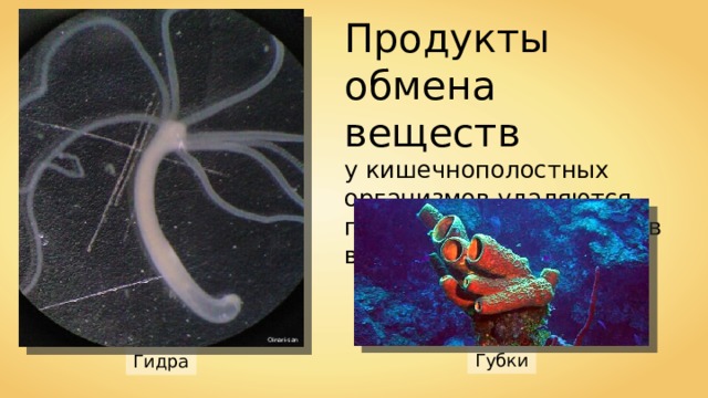 Продукты обмена веществ у кишечнополостных организмов удаляются путём диффузии прямо в воду. Oinari-san Губки Гидра 