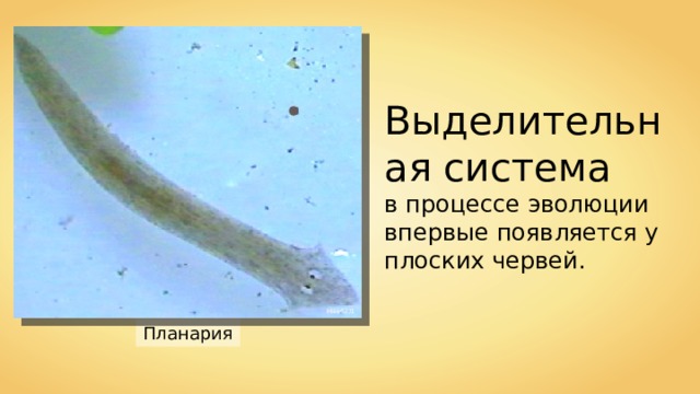 Выделительная система в процессе эволюции впервые появляется у плоских червей. Mike6271 Планария 