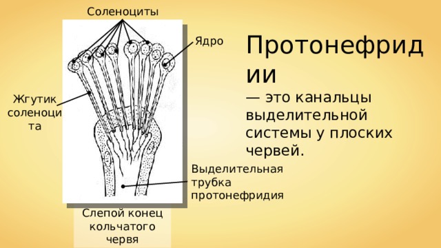 Соленоциты Протонефридии — это канальцы выделительной системы у плоских червей. Ядро Жгутик соленоцита Выделительная трубка протонефридия Слепой конец кольчатого червя 