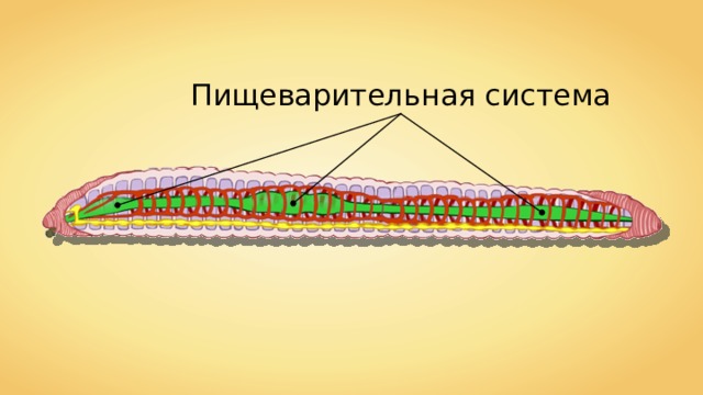 Пищеварительная система 