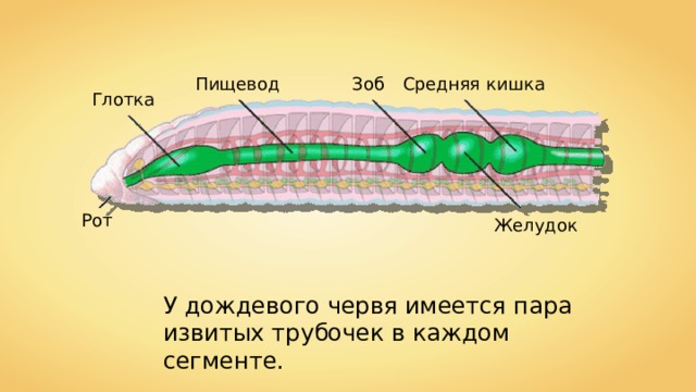 Пищевод Зоб Средняя кишка Глотка Рот Желудок У дождевого червя имеется пара извитых трубочек в каждом сегменте. 