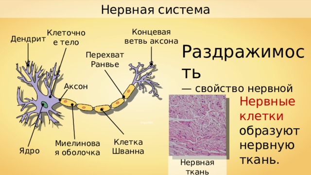Нервная система Концевая ветвь аксона Клеточное тело Дендрит Раздражимость — свойство нервной клетки . Перехват Ранвье Аксон Нервные клетки образуют нервную ткань. Dhp1080 Клетка Шванна Миелиновая оболочка Ядро Нервная ткань 