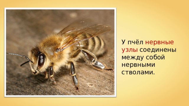 У пчёл нервные узлы соединены между собой нервными стволами. 