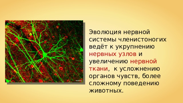 Эволюция нервной системы членистоногих ведёт к укрупнению нервных узлов и увеличению нервной ткани , к усложнению органов чувств, более сложному поведению животных. Retama 