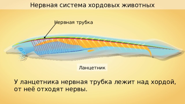 Нервная система хордовых животных Нервная трубка Ланцетник У ланцетника нервная трубка лежит над хордой, от неё отходят нервы. 