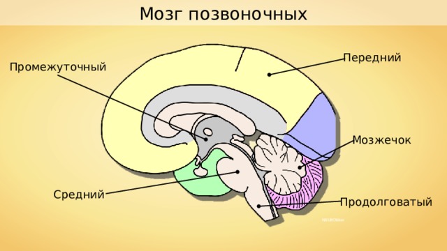 Мозг позвоночных Передний Промежуточный Мозжечок Средний Продолговатый NEUROtiker 