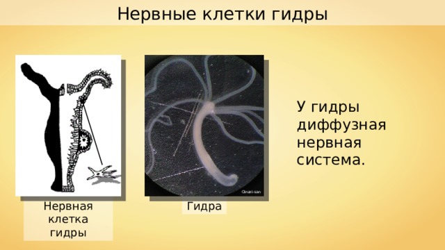 Нервные клетки гидры У гидры диффузная нервная система. Oinari-san Нервная клетка гидры Гидра 