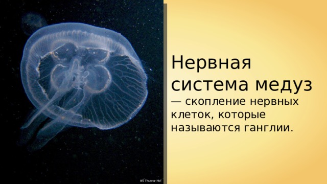Нервная система медуз — скопление нервных клеток, которые называются ганглии. BS Thurner Hof 