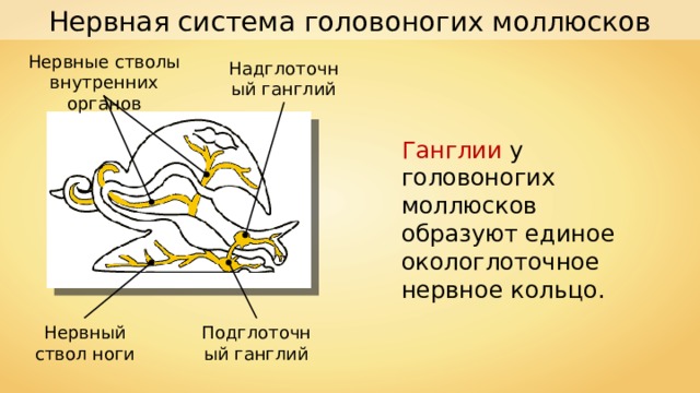 Нервная система головоногих моллюсков Нервные стволы внутренних органов Надглоточный ганглий Ганглии у головоногих моллюсков образуют единое окологлоточное нервное кольцо. Подглоточный ганглий Нервный ствол ноги 