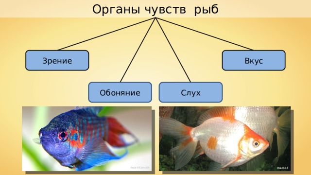 Органы чувств рыб Зрение Вкус Обоняние Слух André Karwath Raul654 