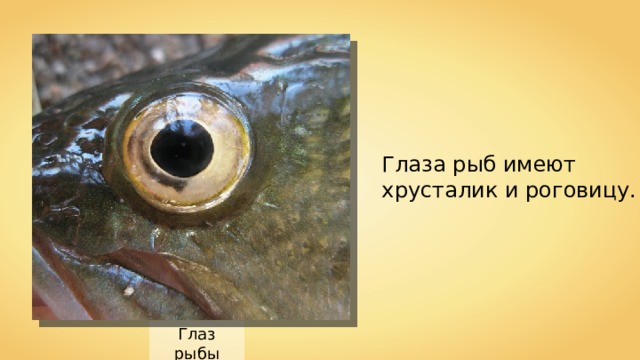 Глаза рыб имеют хрусталик и роговицу. Глаз рыбы 