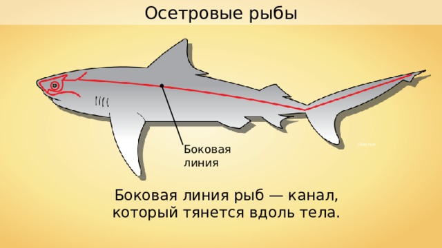 Осетровые рыбы Боковая линия Chris huh Боковая линия рыб — канал, который тянется вдоль тела. 