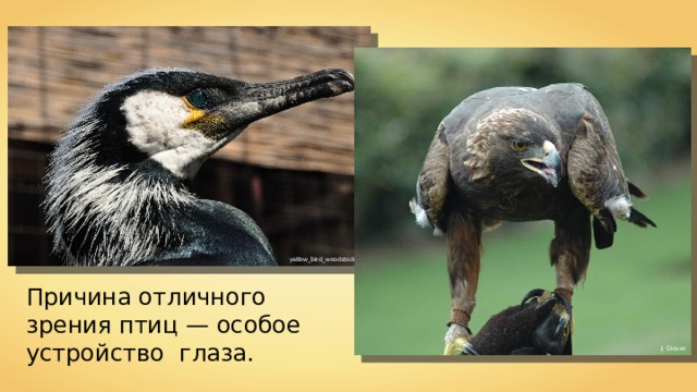 yellow_bird_woodstock Причина отличного зрения птиц — особое устройство глаза. J. Glover 