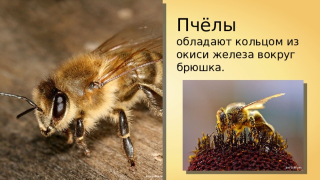 Пчёлы обладают кольцом из окиси железа вокруг брюшка. Jon Sullivan Makro Freak 