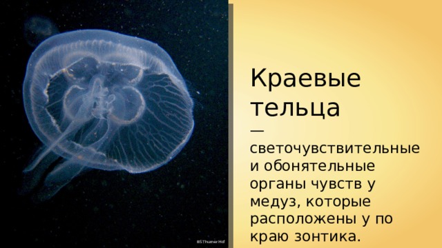 Краевые тельца — светочувствительные и обонятельные органы чувств у медуз, которые расположены у по краю зонтика. BS Thurner Hof 