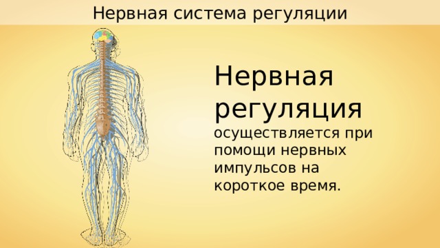 Нервная система регуляции Нервная регуляция осуществляется при помощи нервных импульсов на короткое время. 