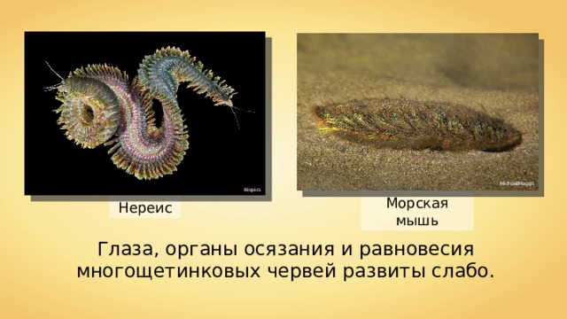 MichaelMaggs Biopics Морская мышь Нереис Глаза, органы осязания и равновесия многощетинковых червей развиты слабо. 