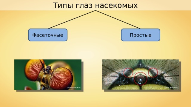 Типы глаз насекомых Фасеточные Простые Thomas Shahan Kersti Nebelsiek 