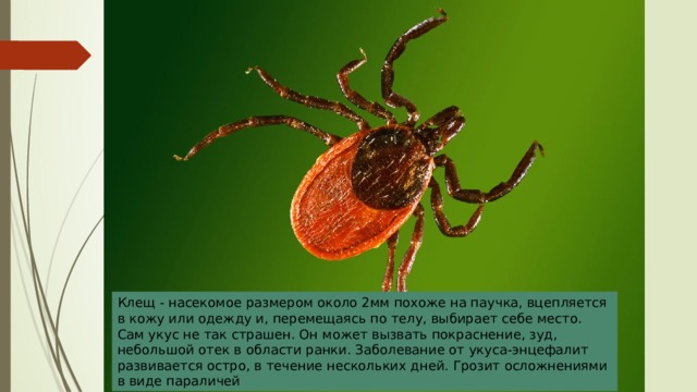 Клещ - насекомое размером около 2мм похоже на паучка, вцепляется в кожу или одежду и, перемещаясь по телу, выбирает себе место. Сам укус не так страшен. Он может вызвать покраснение, зуд, небольшой отек в области ранки. Заболевание от укуса-энцефалит развивается остро, в течение нескольких дней. Грозит осложнениями в виде параличей 