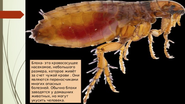 Блоха- это кровососущее насекомое, небольшого размера, которое живёт за счет чужой крови . Они являются переносчиками многих опасных болезней. Обычно блохи заводятся у домашних животных, но могут укусить человека. 