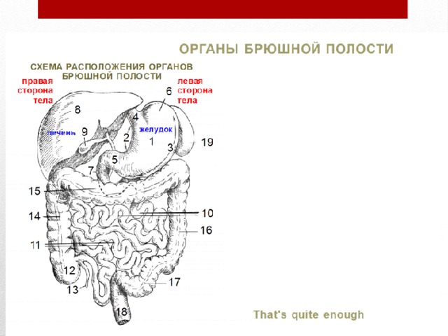 Карта органов брюшной полости