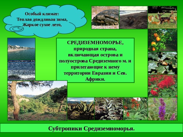 Природная зона субтропические леса