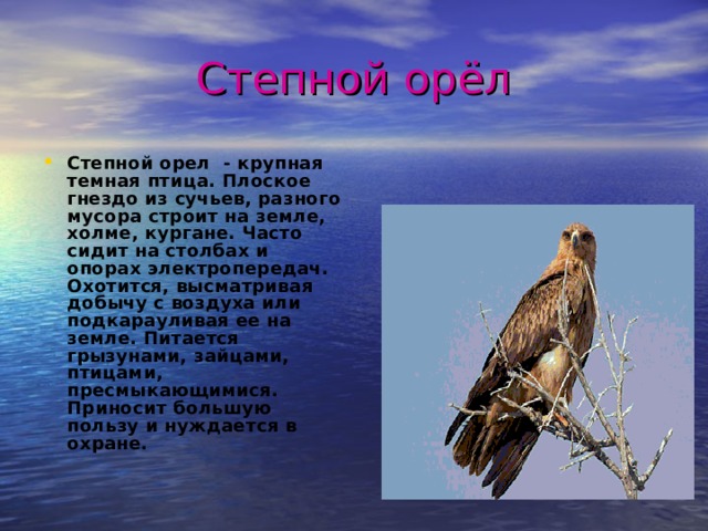 Степной орёл Степной орел - крупная темная птица. Плоское гнездо из сучьев, разного мусора строит на земле, холме, кургане. Часто сидит на столбах и опорах электропередач. Охотится, высматривая добычу с воздуха или подкарауливая ее на земле. Питается грызунами, зайцами, птицами, пресмыкающимися. Приносит большую пользу и нуждается в охране. 